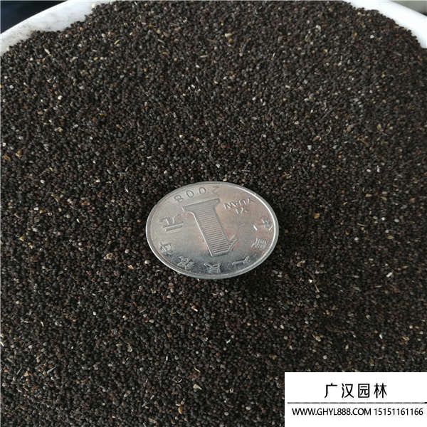 金魚草種子
