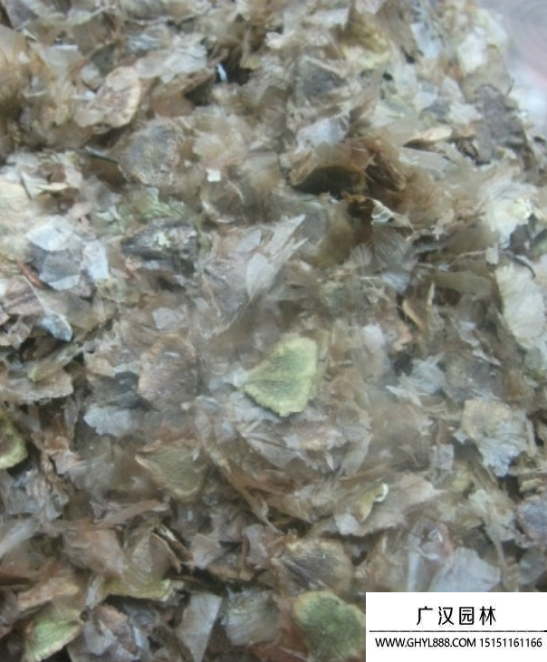 藍花楹種子