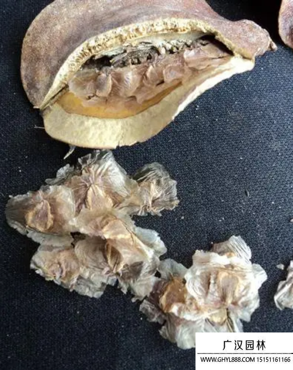 藍花楹種子