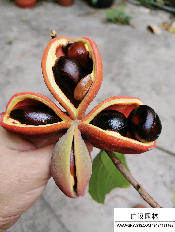蘋婆樹種子