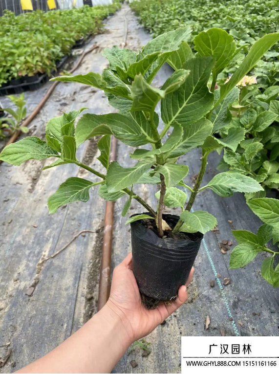 繡球花