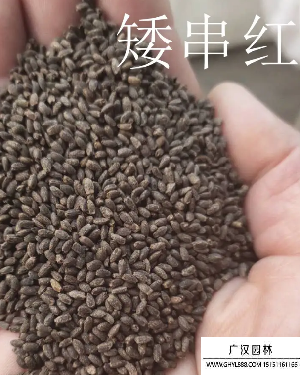 一串紅種子