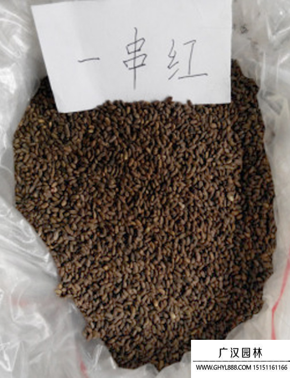 一串紅種子