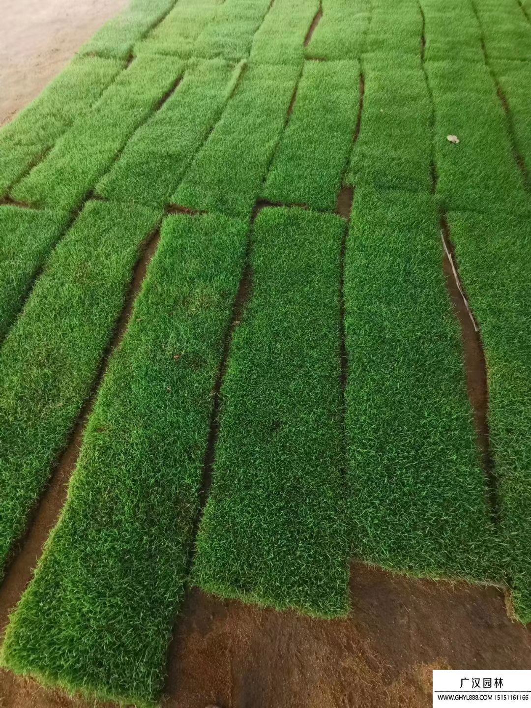 剪股穎