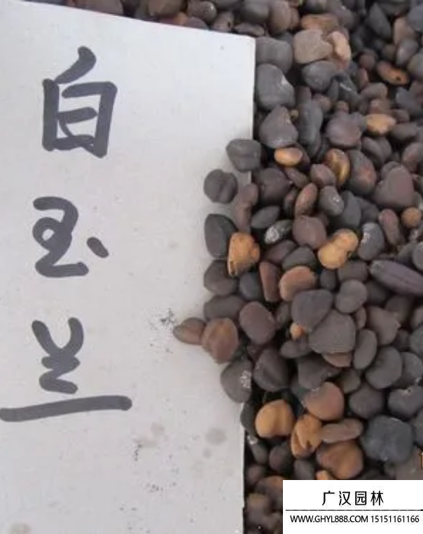 玉蘭花種子