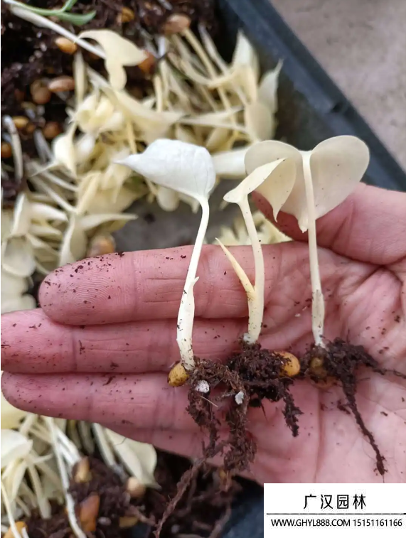 龜背竹種子