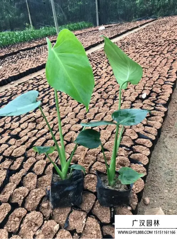 龜背竹