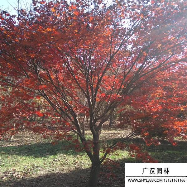 紅楓