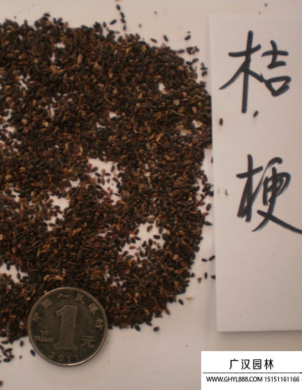 洋桔梗種子