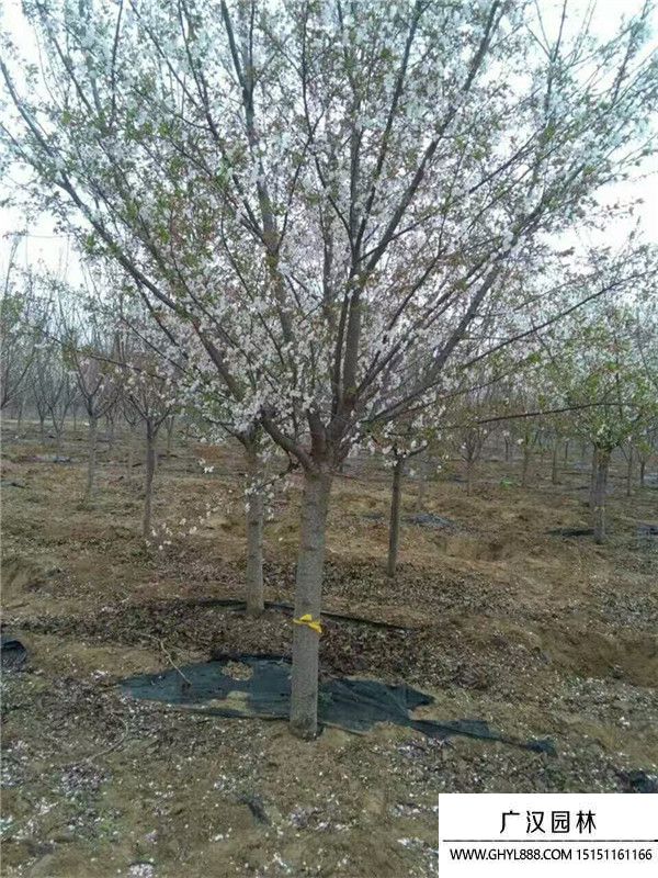櫻花