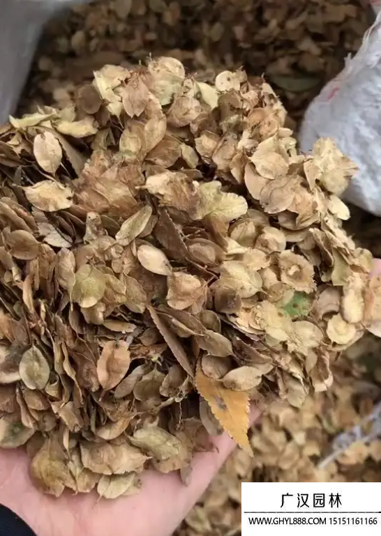 榆樹種子