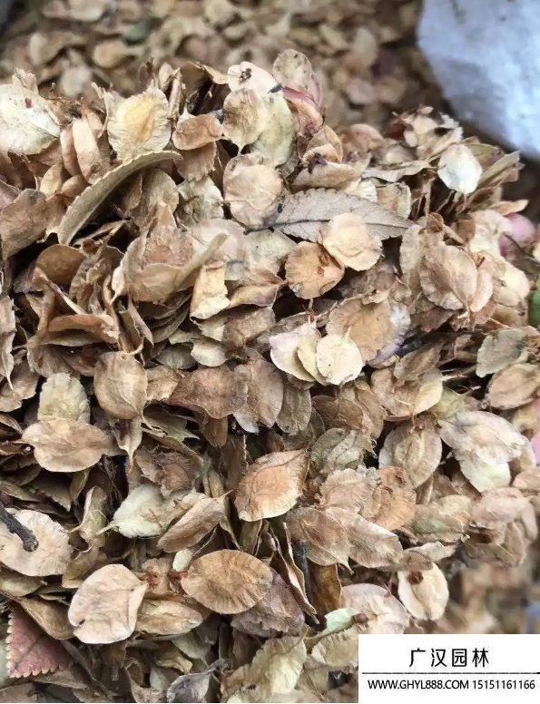 榆樹種子