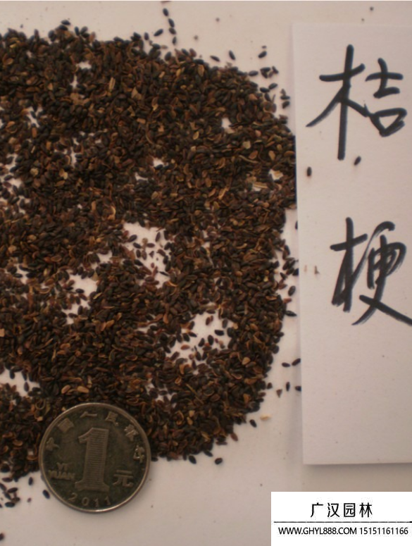 洋桔梗種子