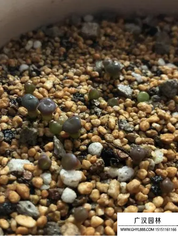 生石花種子