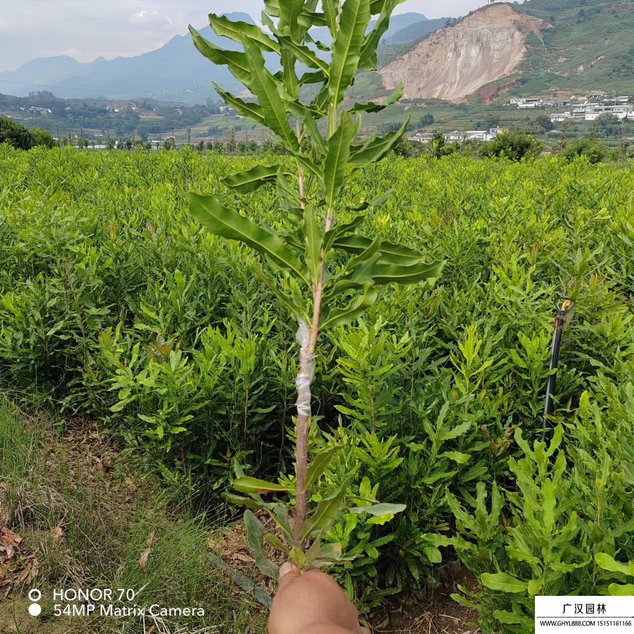 堅果小苗