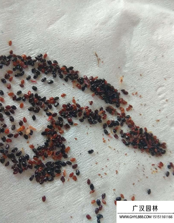 露薇種子