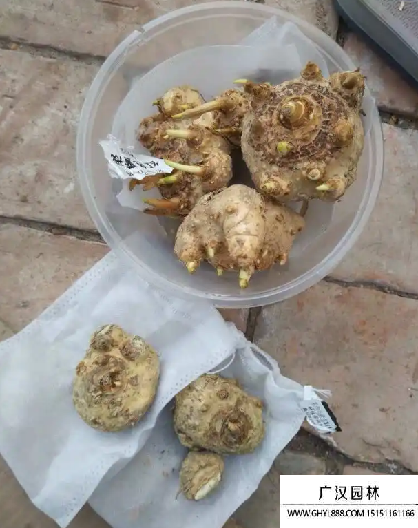馬蹄蓮種子