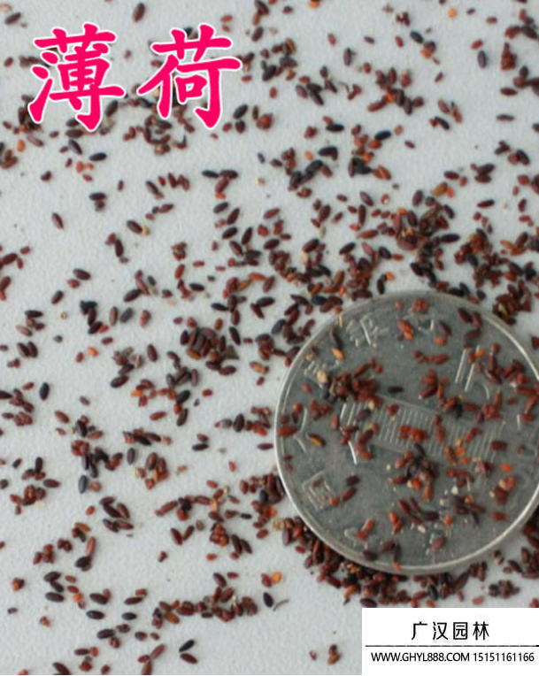 薄荷種子