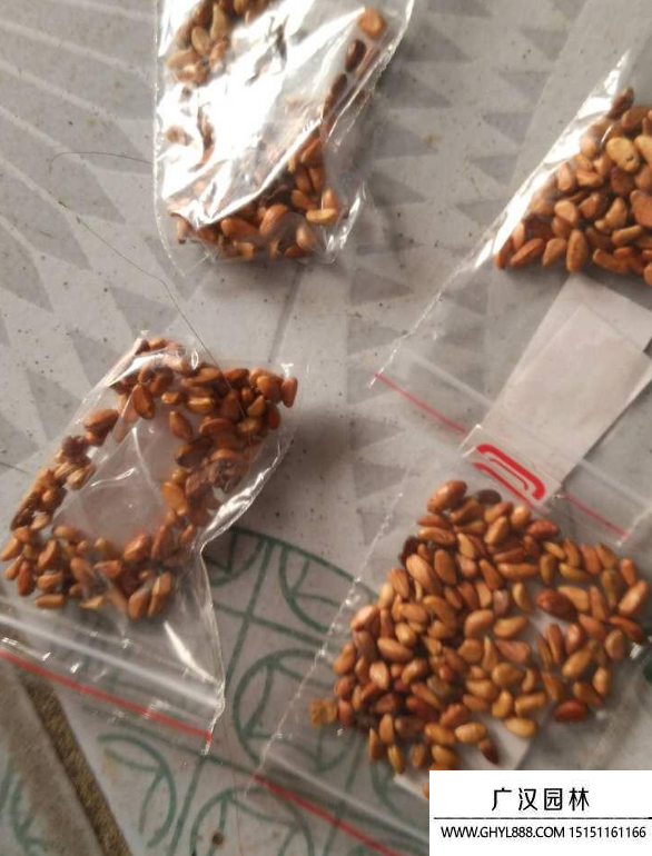 玫瑰種子