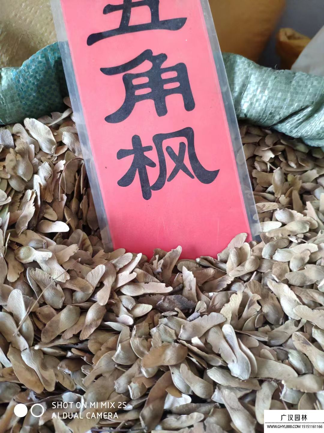 五角楓種子