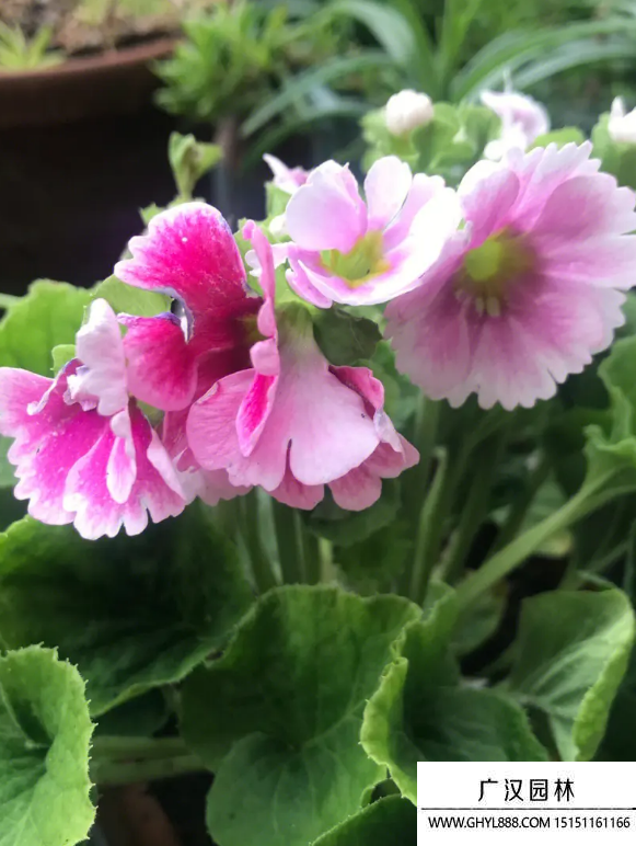 四季櫻草