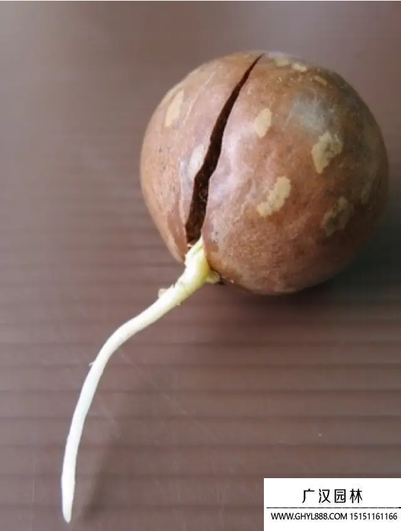 夏威夷種子