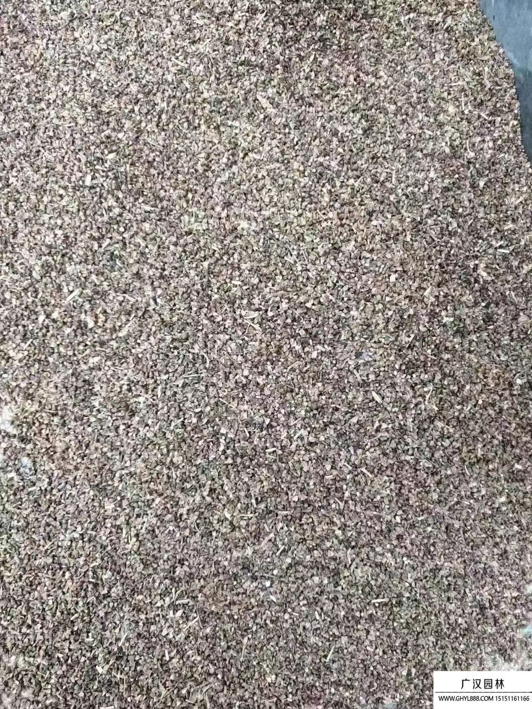 紫薇種子