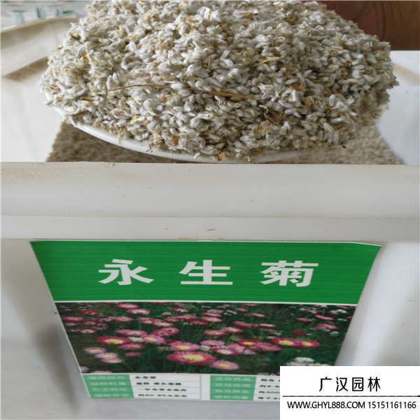 永生菊種子
