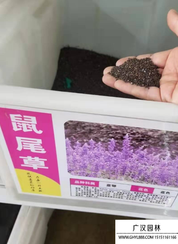 鼠尾草種子