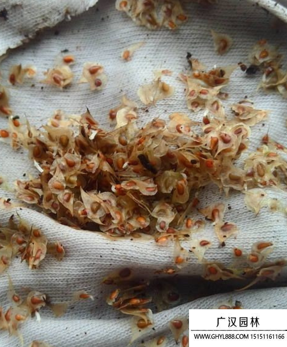 花毛茛種子