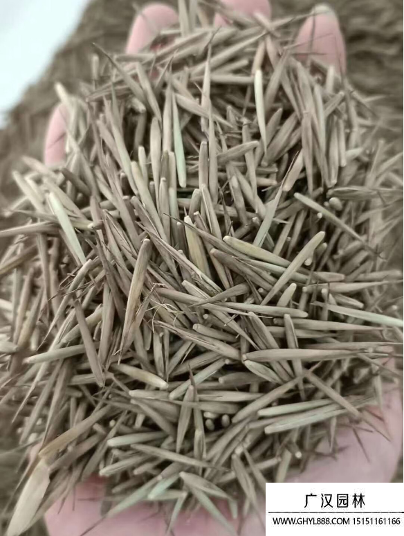 毛竹種子