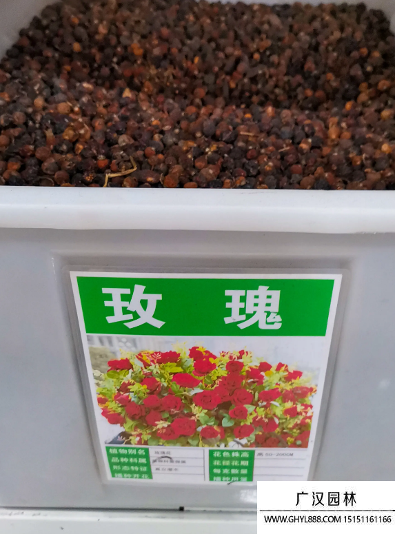玫瑰花種子