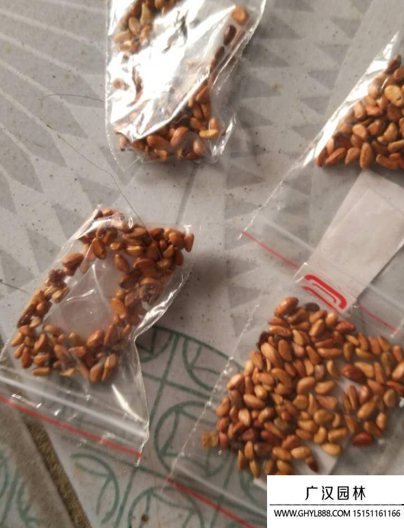 玫瑰花種子