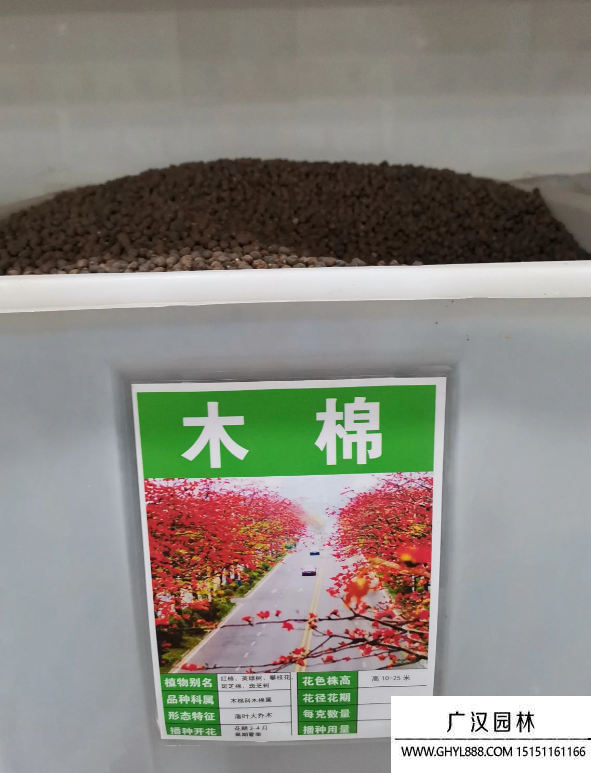 木棉種子
