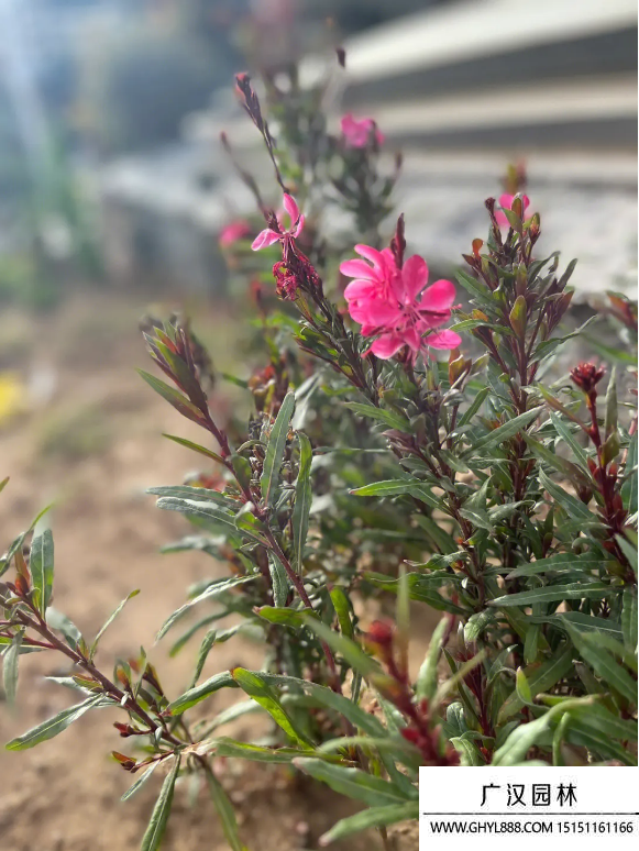 千鳥花