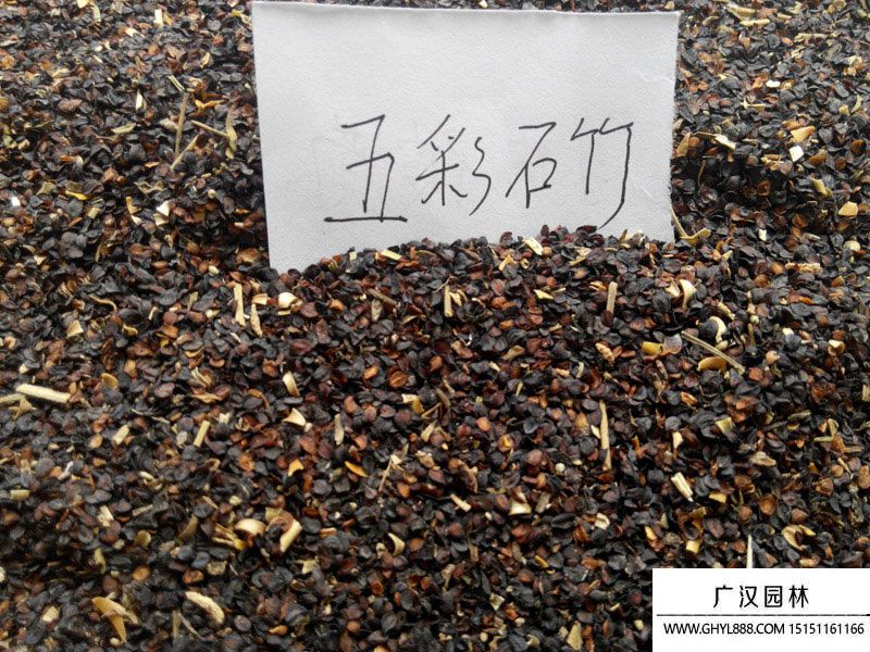 五彩石竹種子