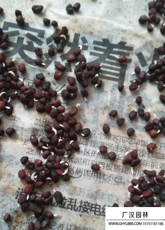 仙鶴來種子