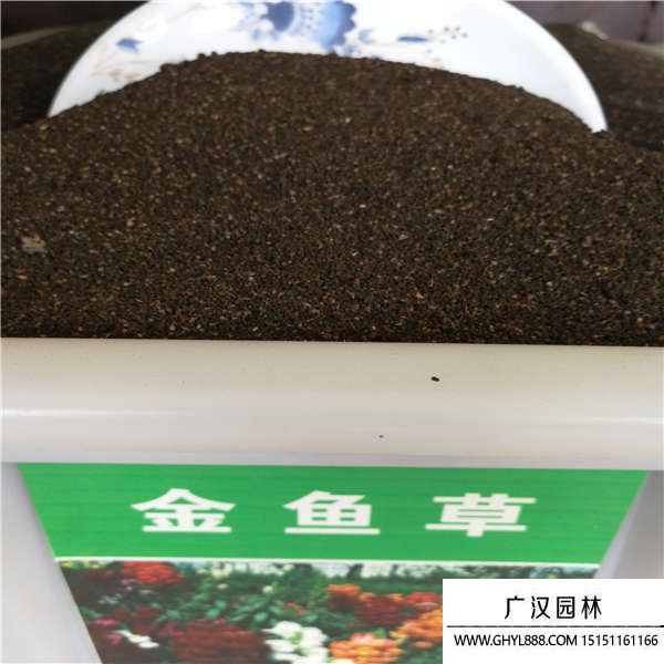 金魚草種子
