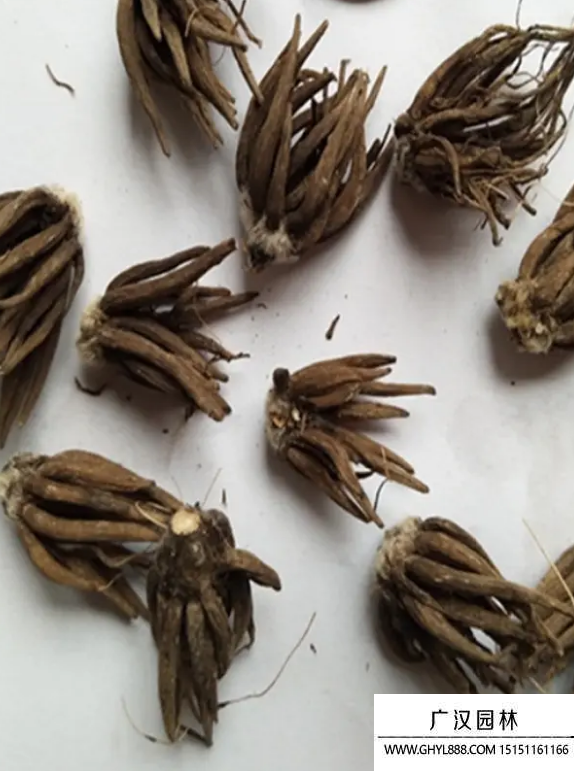 毛茛種子