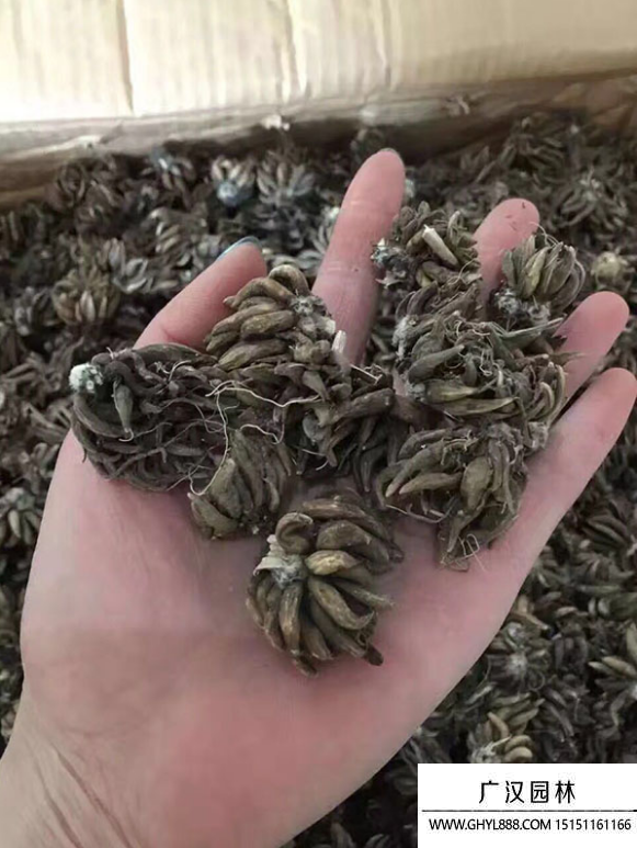 毛茛種子