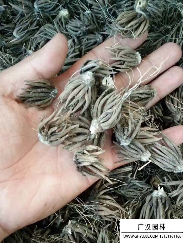 毛茛種子