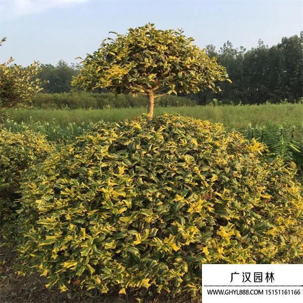 鳥不宿