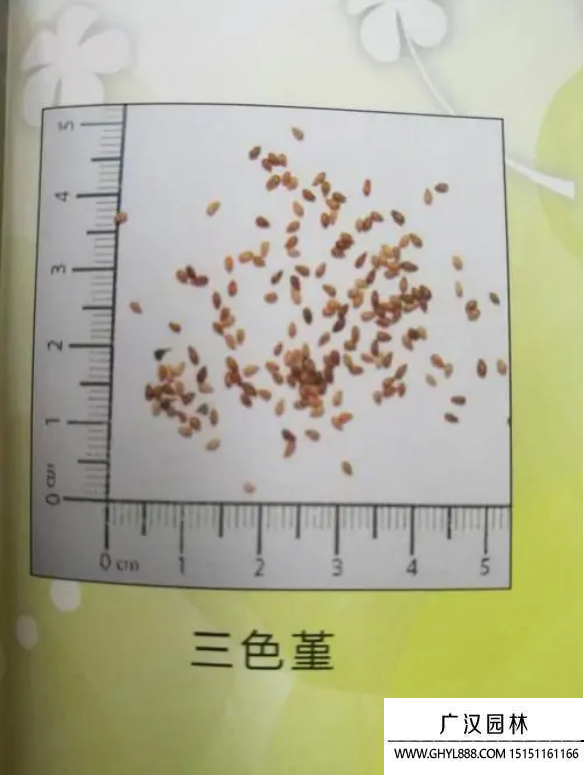 三色堇種子