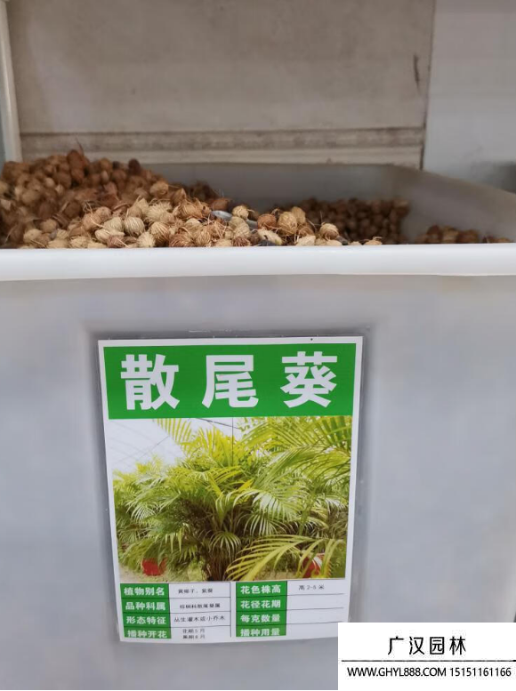散尾葵種子