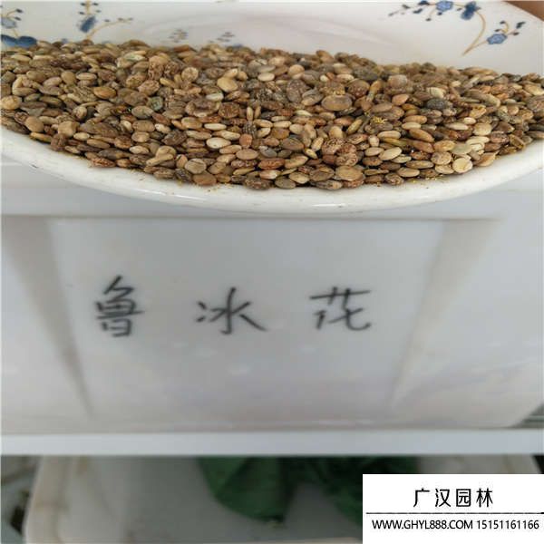 魯冰花種子