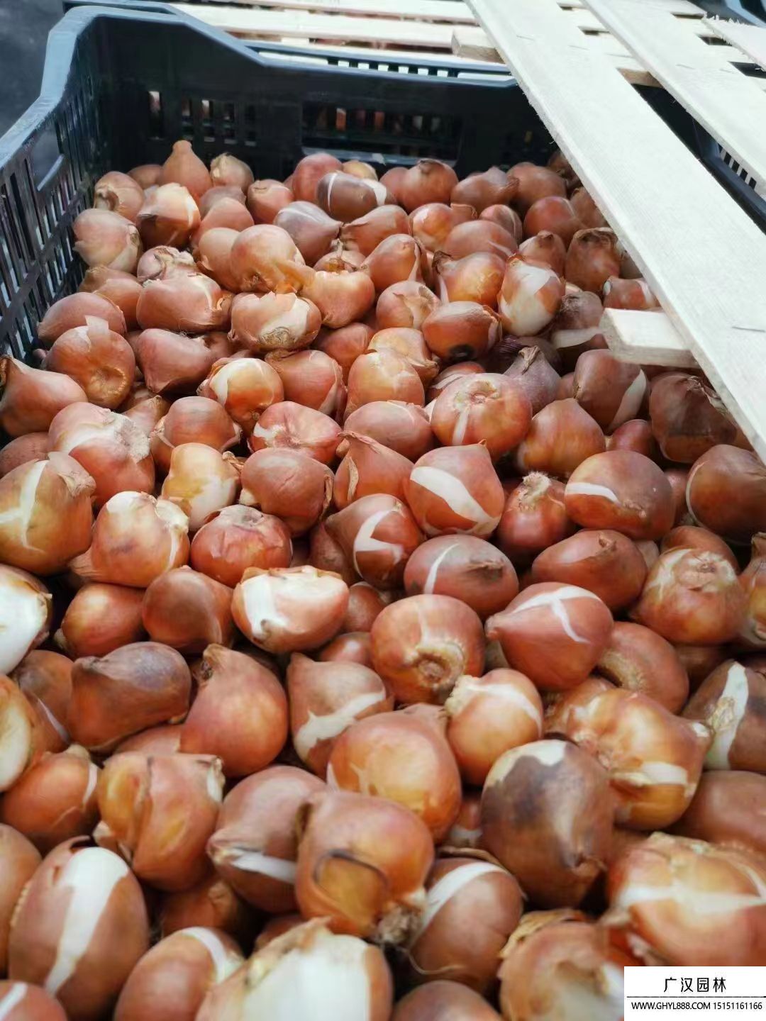 郁金香種子