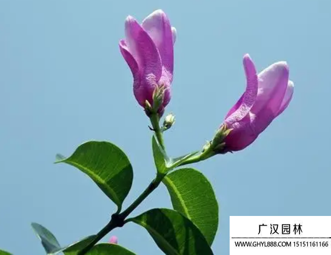 按葉藤種子