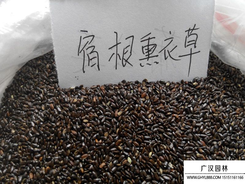 薰衣草種子