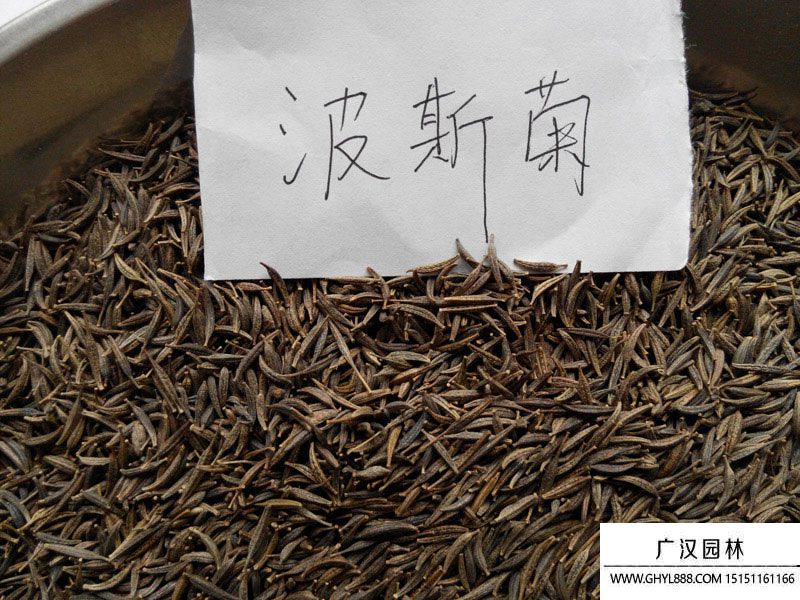 波斯菊種子