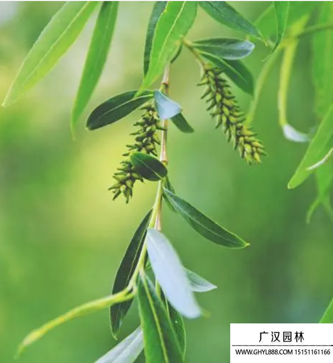 垂柳種子